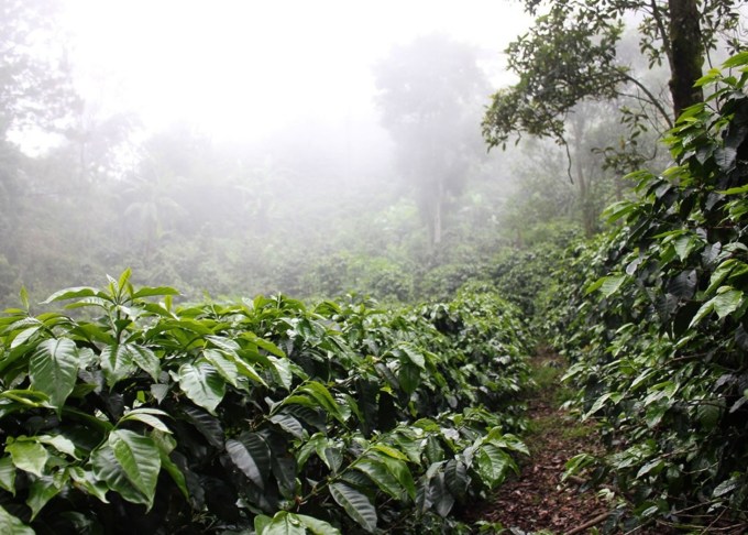 honduras-finca-e1531831809267.jpeg